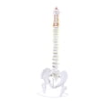 thumbnail image 2 of Modelo de Vertebral Humana Strade Fareast Limited Soporte de Exhibición de Esqueleto PVC 80 cm, 2 of 8
