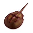 thumbnail image 1 of Figura Cangrejo Herradura Safari Ltd 261429 17cm, 1 of 5