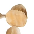 thumbnail image 2 of Vickerman 15-17" Bleached Jacaranda (doubles on stem) 7 stems, Dried, 2 of 2