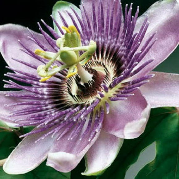 10 Purple Grandilla PASSION FLOWER Passion FRUIT Passiflora Incarnata Fruit Flower Vine Seeds