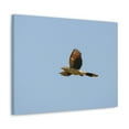 thumbnail image 2 of Majestic Cuckoo Bird Flying Free Print Animal Wall Art Wildlife Canvas Prints Wall Art Ready to Hang Unframed, 2 of 18
