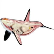 Orca Anatomy Model