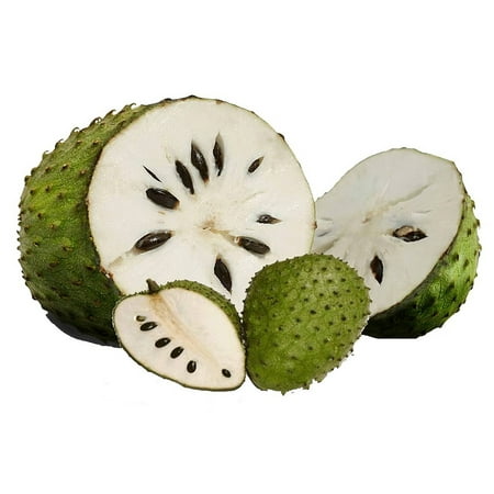 Soursop Tree -  Annona muricata - Grow Indoors or Out - 6