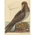 thumbnail image 3 of Mark Catesby 11x14 Black Modern Framed Museum Art Print Titled - The Booby (Pelecanus Sula) (1731-1743), 3 of 5