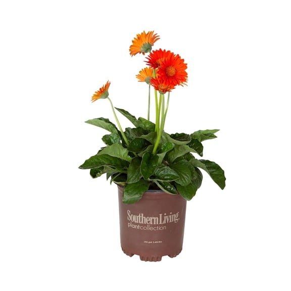 Southern Living Orange Garden Jewels Gerber Daisy Live Shrub in 2.5-Quart Grower Pot