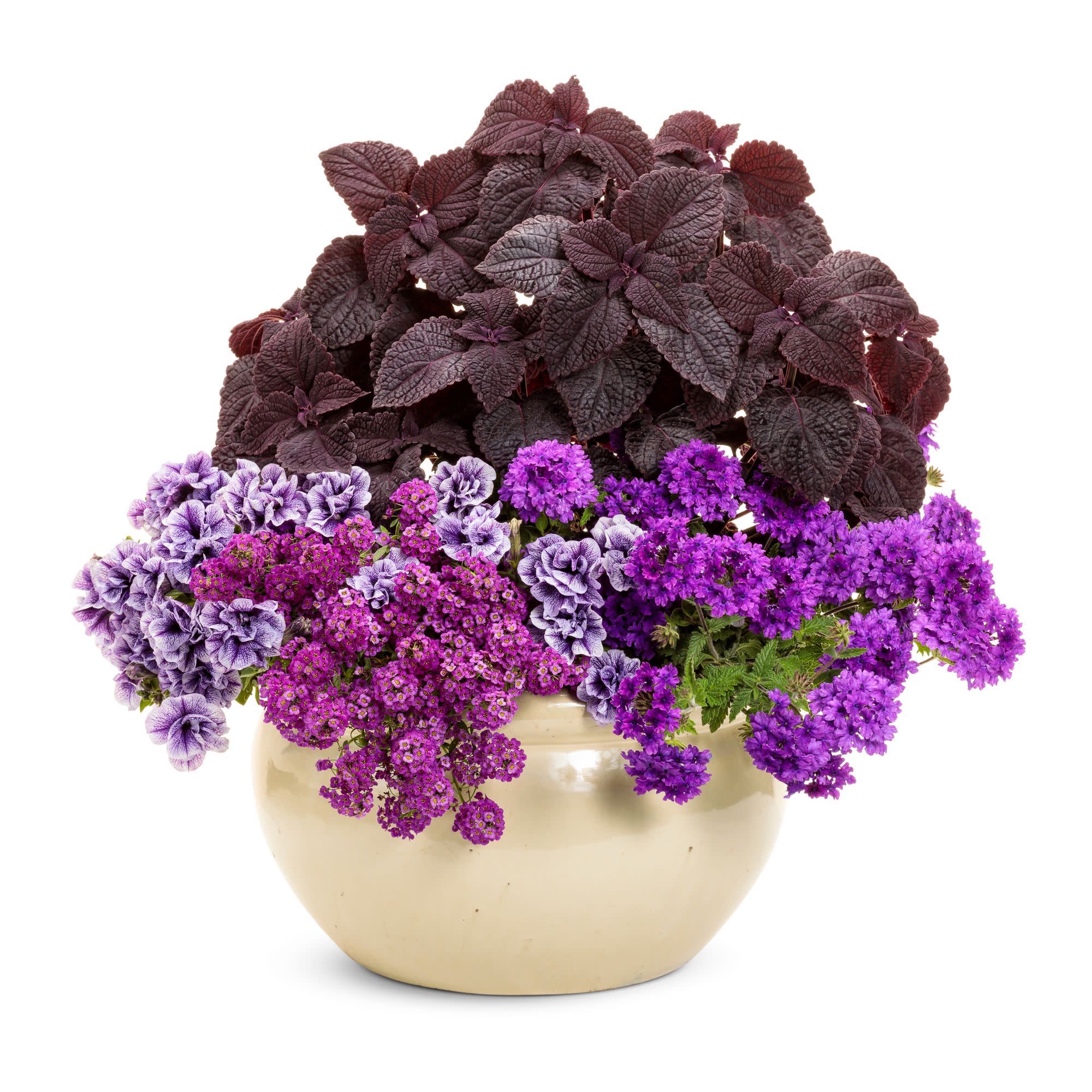 Proven Winners 4" Purple Violet Knight Sweet Alyssum Live Plant in 4.25" Pot (4 Count)