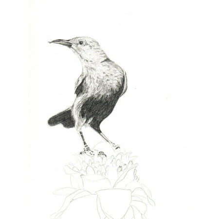 LAMINATED POSTER Drawing Pencil Animal Illustration Graphite Bird Poster Print 24 x