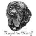 thumbnail image 2 of CafePress - Neapolitan Mastiff Tote Bag - Unisex Canvas Tote Bag, Beige, 1-Piece, 2 of 7