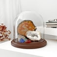 thumbnail image 2 of Plymor 8 inch x 8 inch Glass Display Dome Cloche (Dark Wood Base), 2 of 2