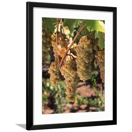 Carneros Chardonnay - Chardonnay Grapes in Vineyard, Carneros Region, California, USA Framed Print Wall Art