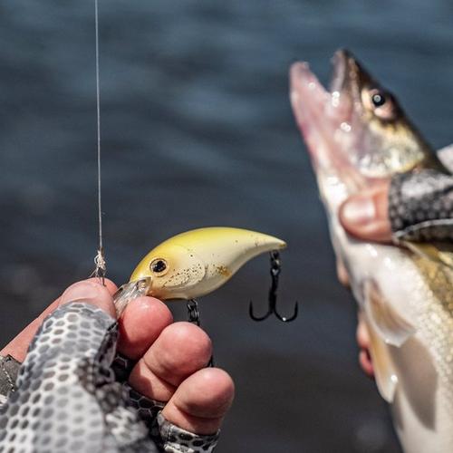 Berkley Money Badger, 4, Firetiger