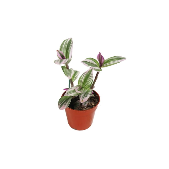 Pink Wandering Jew- 4" From California Topicals