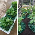 thumbnail image 4 of Paquete de 10 soportes para fresas, estantes ajustables para cultivo de fresas, soporte para jardín,, estante para verduras para mantener la fruta elevada para evitar la pudrición del suelo oso de fresa Hogar, 4 of 5