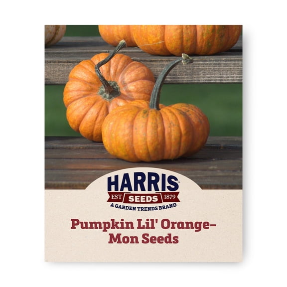 Harris Seeds Lil' Orange-Mon F1 Pumpkin, Treated Mini Ornamental Bush Variety, 25 Count