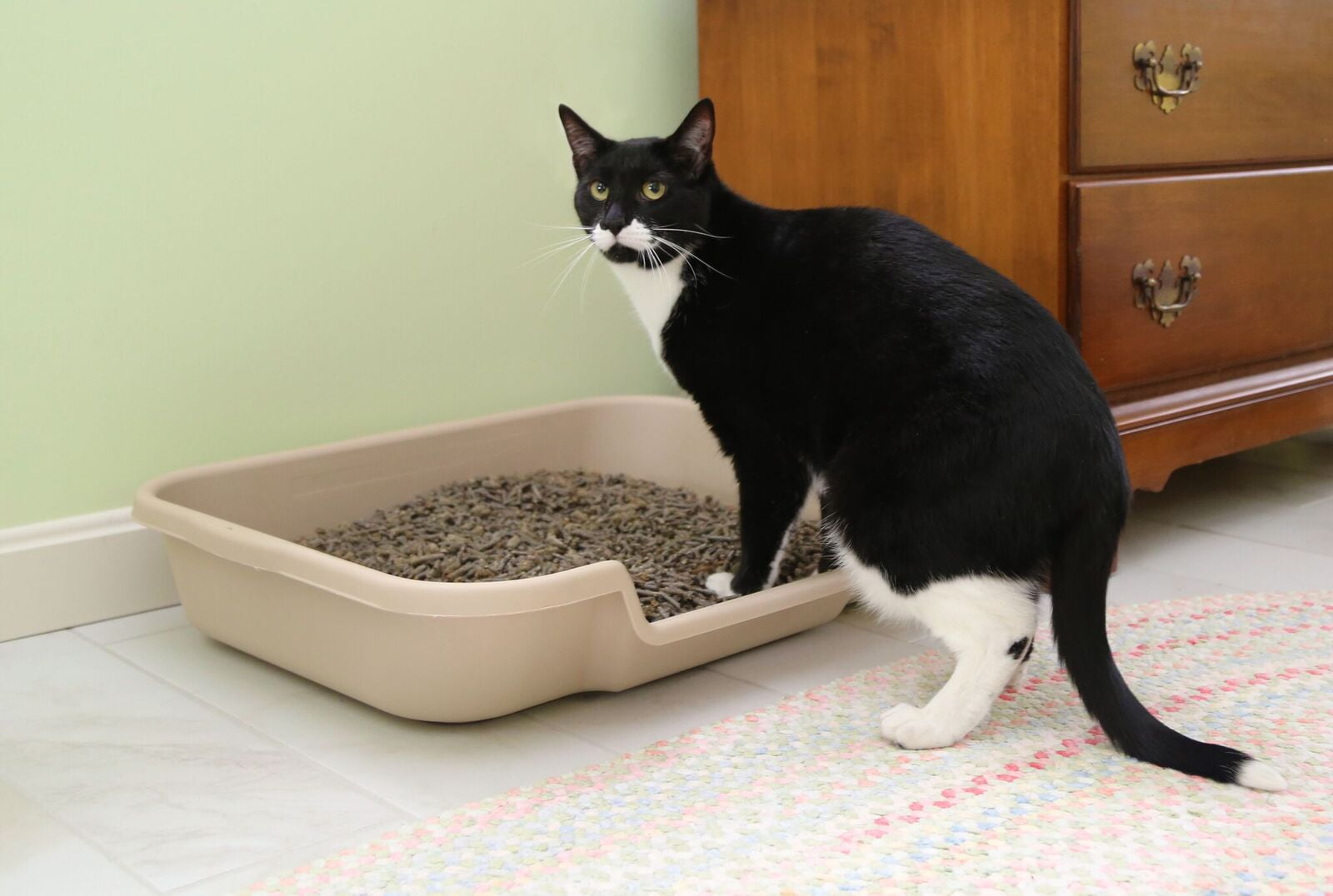 kitty a go go cat grooming