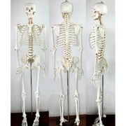INTBUYING Life Size Human Skeleton Model Medical Full Body Anatomical Teaching Model for Anatomy Teaching and Studying