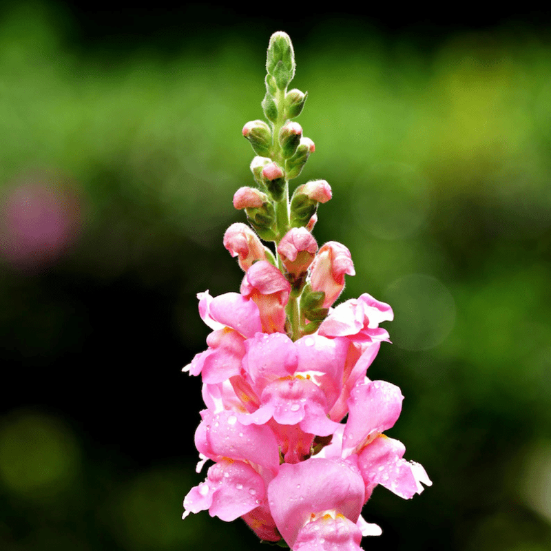 30 Pink Rocket Snapdragons Seeds, Cold Resistant