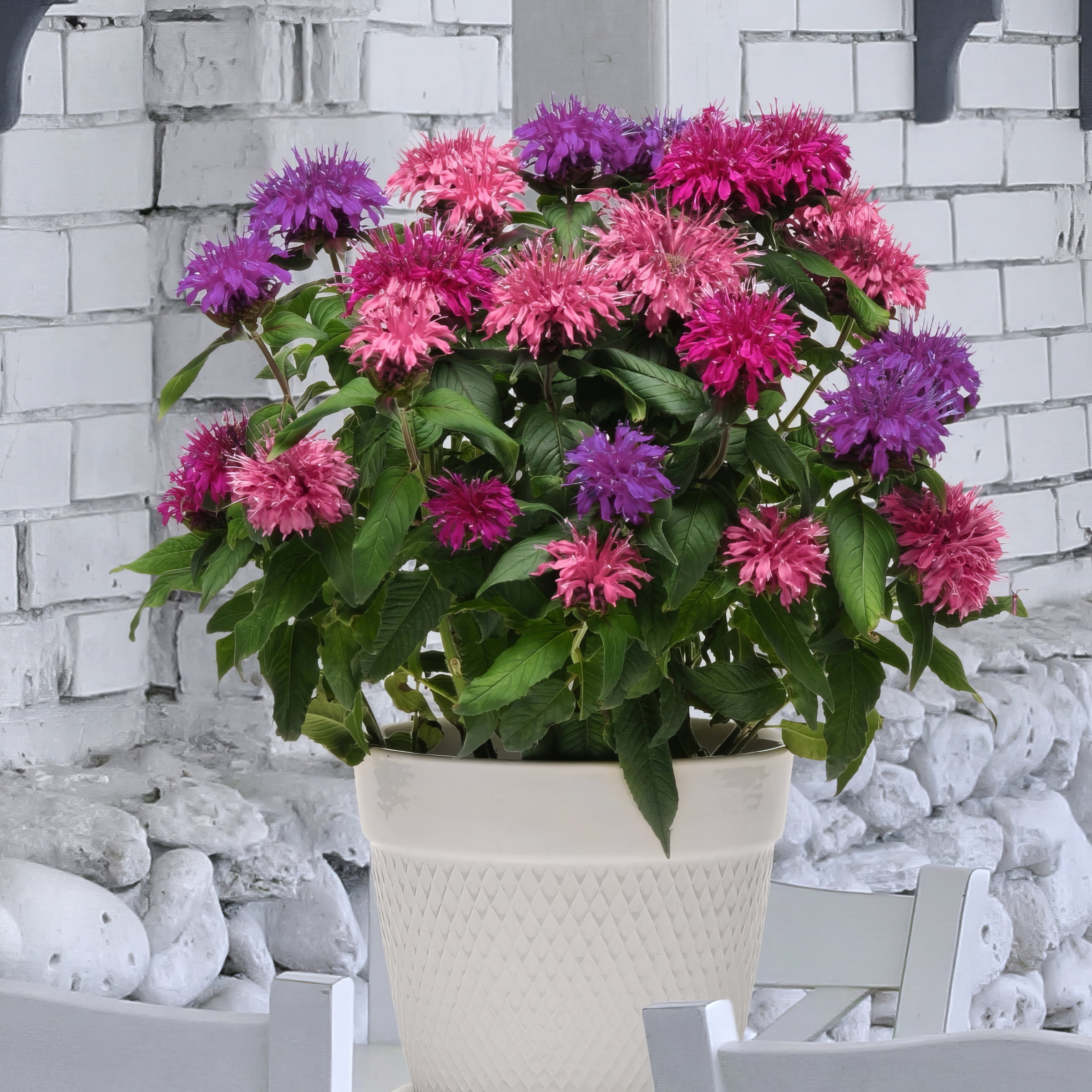 4 in. 3-N-1 Balmy Bergamot Plant (3-Pack)