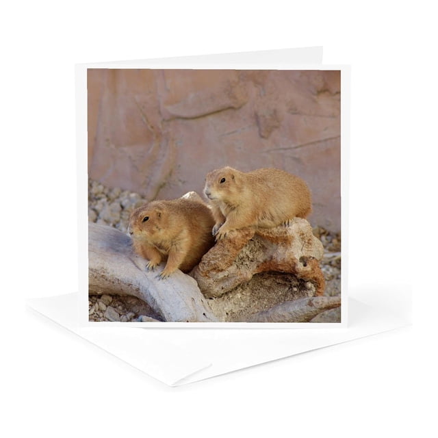 Tarjeta de felicitación 3dRose Día de la Marmota 14 x 14 cm
