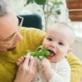 thumbnail image 4 of Dr. Brown's Teether + Training Toothbrush – Peapod, 3 months+, 4 of 5