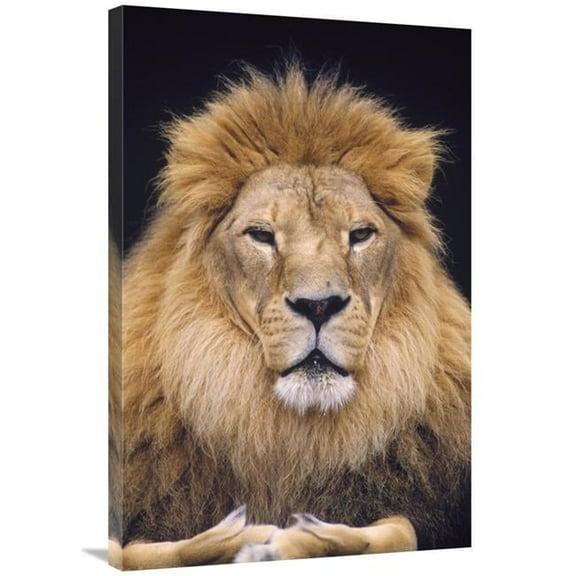 24 x 36 in. African Lion Male, Portrait, Washington Park Zoo Art Print - Gerry Ellis