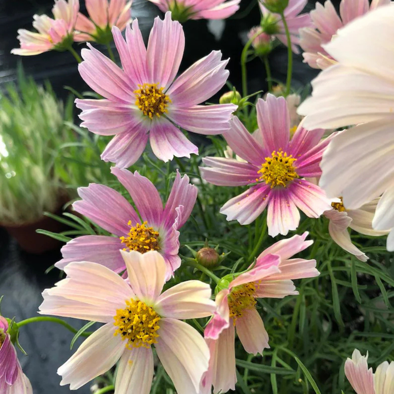 50 Pink Apricot Lemonade Cosmos Seeds