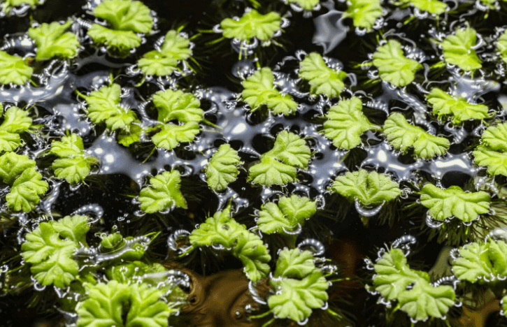 Purple Fringed Riccia Ricciocarpos Natans Floating Aquarium Plant