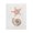 Sea Star Shell Nautical, variant on Stupell Industries Shabby Chic Black Floating Frame Canvas Art, 17 x 21, by Conrad Knutsen