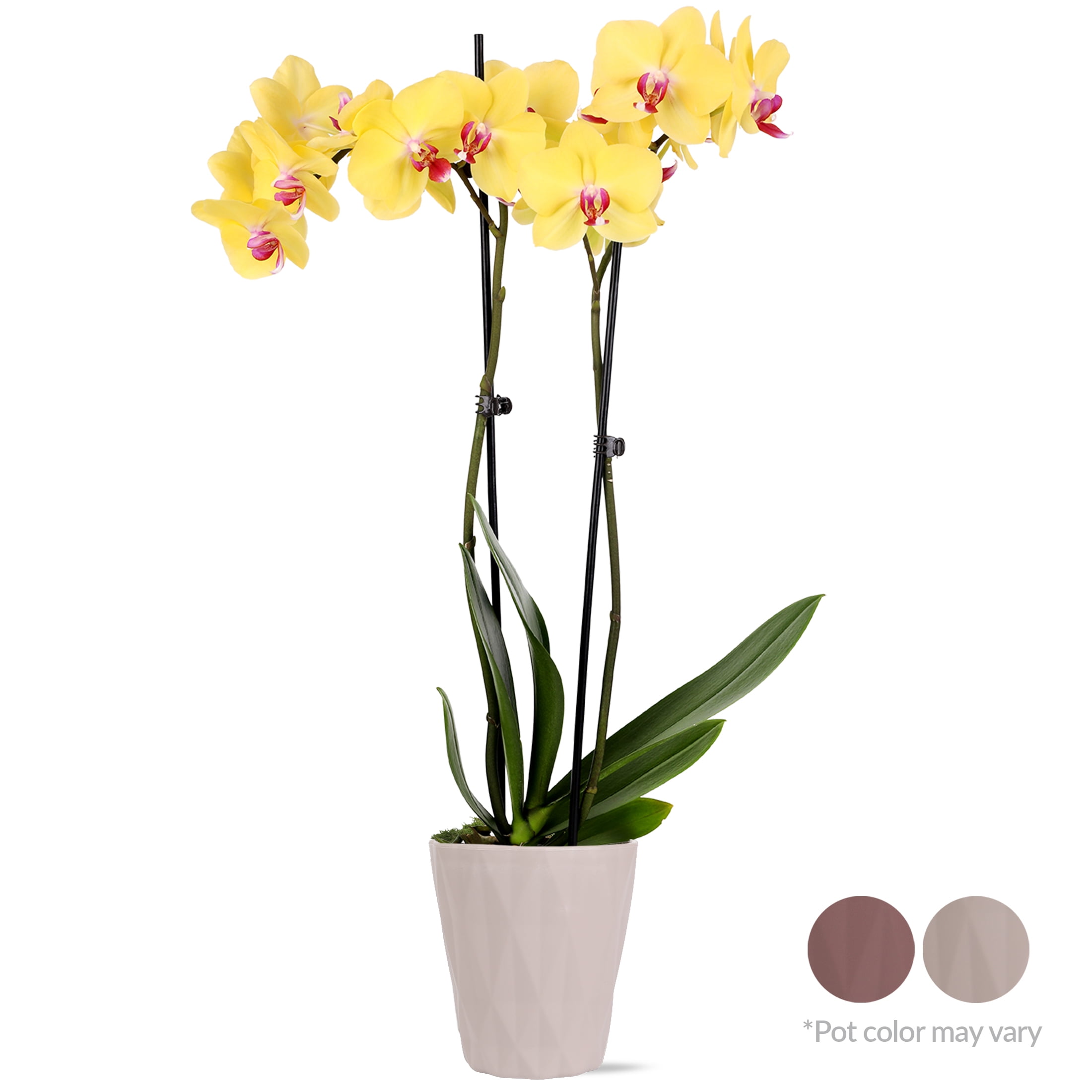 (2 pack) Just Add Ice Live Plant 16-30" Tall Premium Yellow Orchid in 5" Decorative Clay Pot