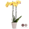 thumbnail image 2 of Just Add Ice Live Plant 16-30" Tall Premium Yellow Orchid in 5" Decorative Clay Pot, 2 of 6