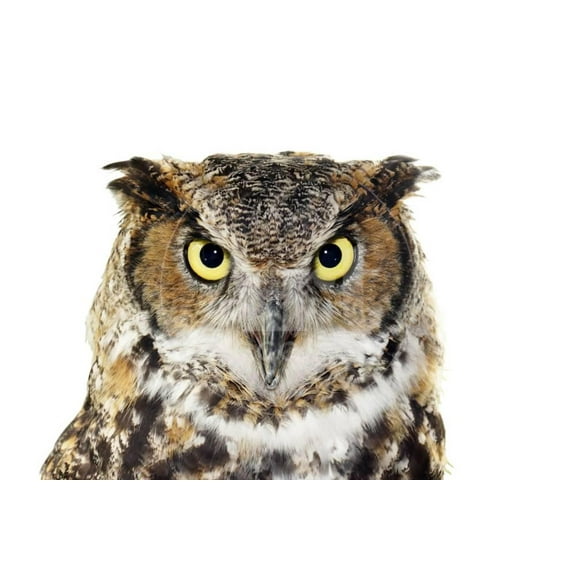 CloseUp of A Great Horned Owl on White, Unframed Photographic Print Wall Art by Mirage3 Sold by Art.Com