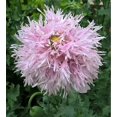 thumbnail image 1 of 500 LILAC Pompom PEONY POPPY Papaver Laciniata Purple Pompon Flower Seeds, 1 of 1