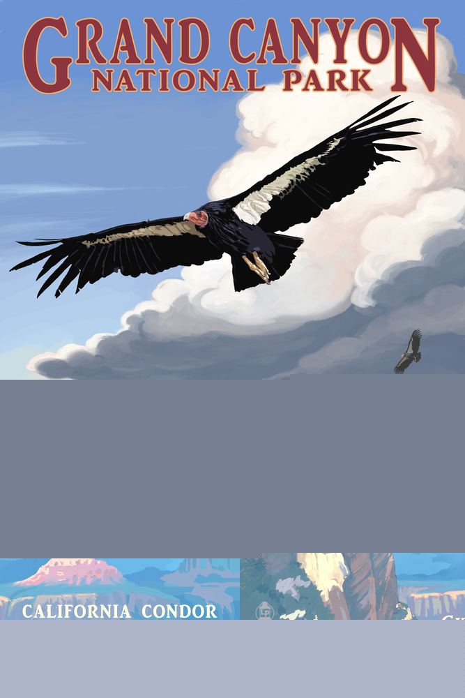 Condor And Rainbow