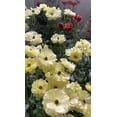 thumbnail image 3 of HJADGG Butterfly Ranunculus Bulbs Buttercup Bare Roots for Planting Canada, Perennial Flower Ranunculus asiaticus, Easy to Grow, Double Ranunculus Bare Roots for Cut Flowers Garden Indoor Outdoor, 3 of 5