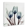 thumbnail image 3 of Stupell Industries Chic Blue Translucent Tulips Floral Photography Wrapped Canvas Canvas Art Print Wall Art, 36 x 36, 3 of 7
