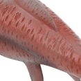 thumbnail image 4 of Jouet de Simulation Animal Non Durable Modèle Animal Simulation Modèle Animal Modèle Éducatif Jouet Décoration pour Enfant PL127-1459, 4 of 8