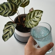 Instant Biologics Plant Food Fertilizer 4-3-6 for Houseplants, 2 Self-Dissolving Tablets