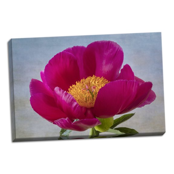 Gango Home Decor Contemporary Peony Blossom II by Kathy Mahan (Ready to Hang); One 36x24in Hand-Stretched Canvas