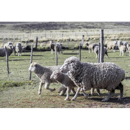 Argentina, Patagonia, South America. Three sheep on an estancia walk by other sheep. Print Wall Art By Karen Ann