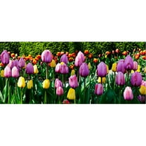 Trademark Fine Art "Row of Tulips" Canvas Art by Kurt Shaffer