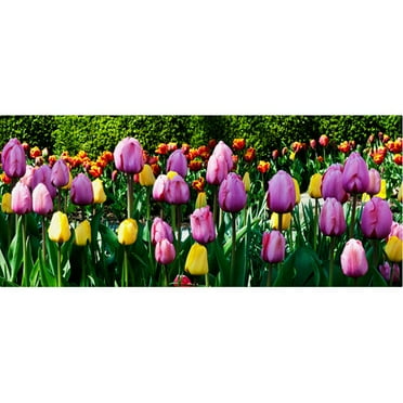 Trademark Fine Art "Row of Tulips" Canvas Art by Kurt Shaffer