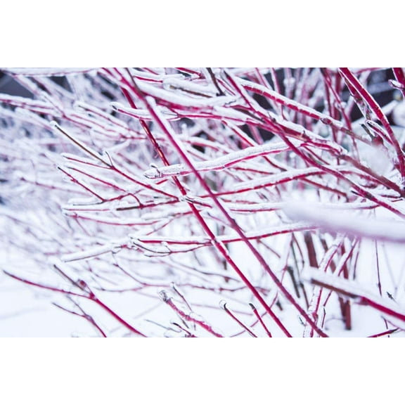 8 Red Dogwood Cuttings to Plant - No Roots, Easy to Grow