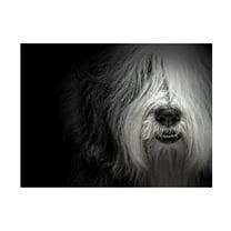 Trademark Fine Art 'Sheepdog' Canvas Art by Lori Hutchison