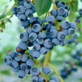 thumbnail image 3 of Bulbs are Easy Fruit Plant - Blueberry/Raspberry Assortment, 3 of 5