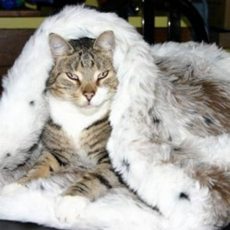 003052 Favorite Pet Products Tiger Dreamz Trundle 3 Way Bed This On Opens A Dialog That Displays Additional Images For Product With The Option To Zoom In Or Out