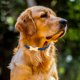 thumbnail image 4 of KAKOWELY 3Ud Etiquetas Para Perro Hueso En Inoxidable Dorado Resistentes Y, 4 of 7