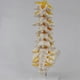 thumbnail image 3 of Teaching Equipment Model 5-Segment Lumbar Spine with Sacral Accessory Orthopedic Teaching Display Teaching Aids, 3 of 5