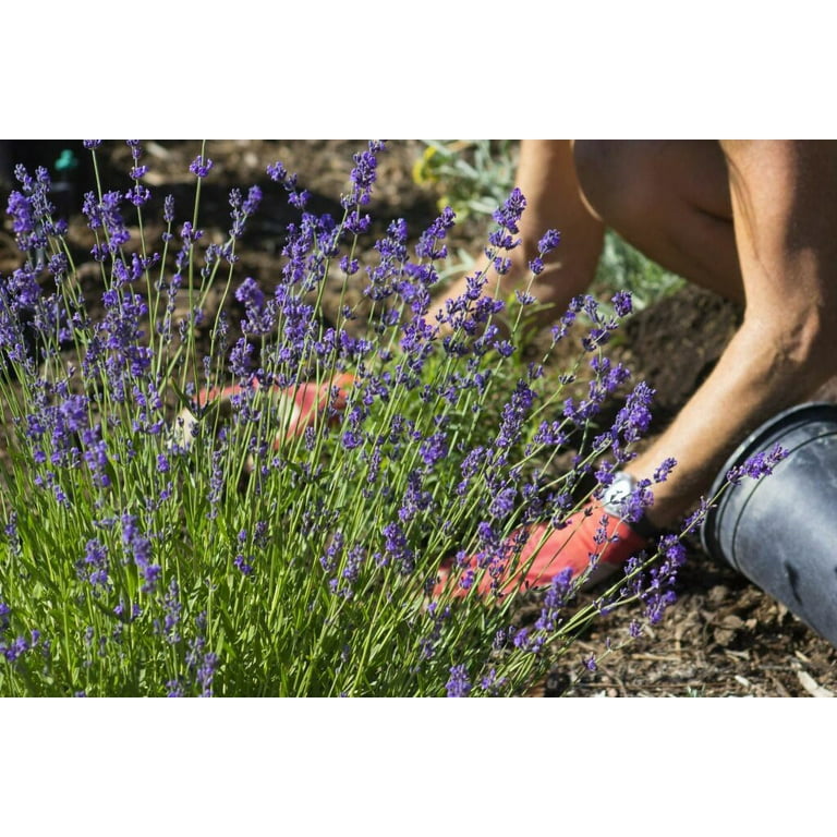 Gardenera Lavender Potting Soil - Support the Resilience and Growth of  Your Plants - 5 QUARTS - Walmart.com