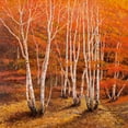 thumbnail image 2 of Galasso, Adriano 12x12 Black Ornate Wood Framed with Double Matting Museum Art Print Titled - Bosco di betulle II, 2 of 4