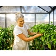 thumbnail image 3 of Palram - Canopia Glory 8' x 20' Walk-In Greenhouse - Gray - with 4 Automatic Roof Vent Openers, 3 of 14